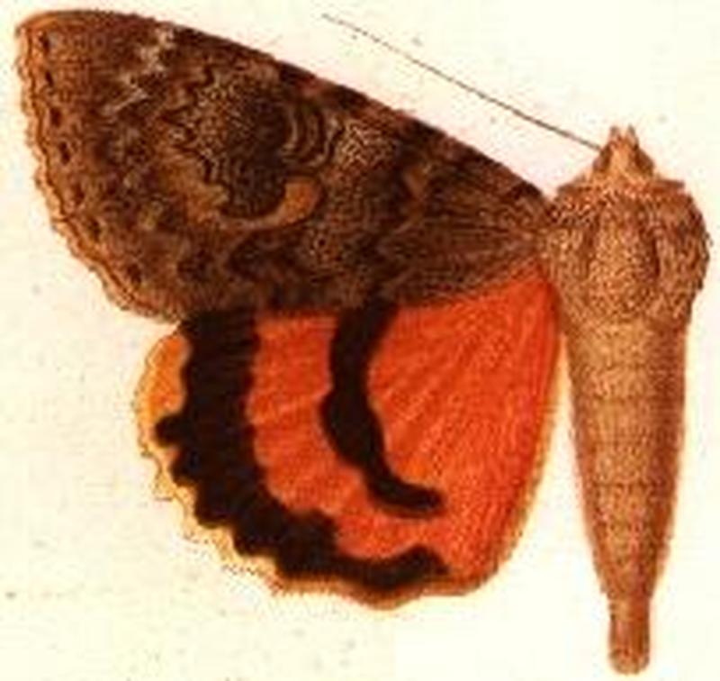 Catocala junctura