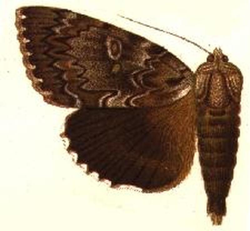 Catocala lacrymosa