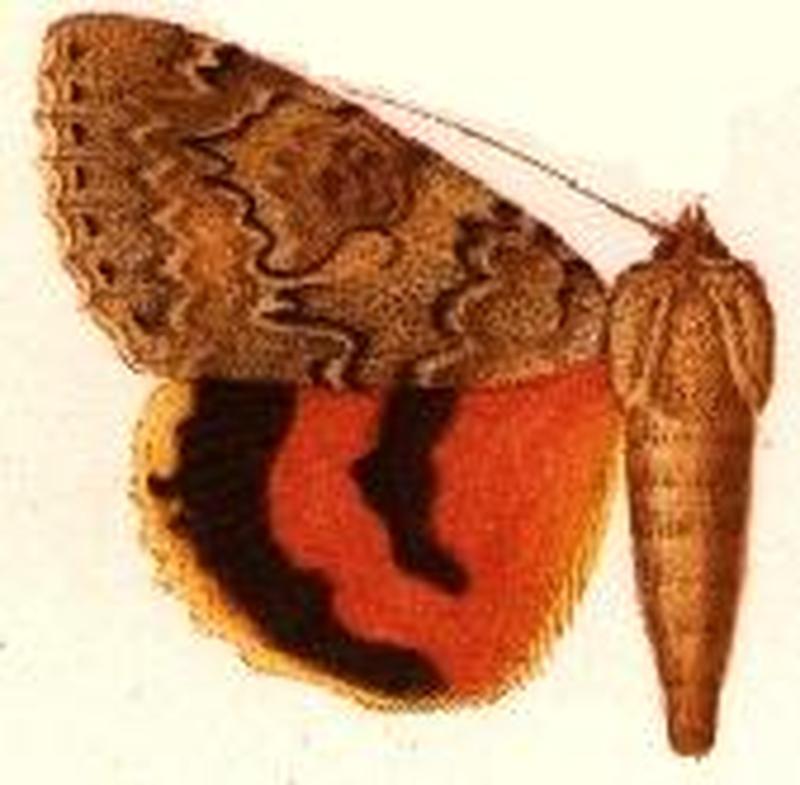 Catocala luciana