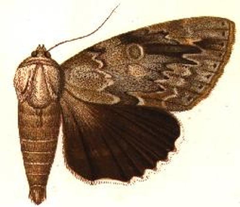 Catocala maestosa