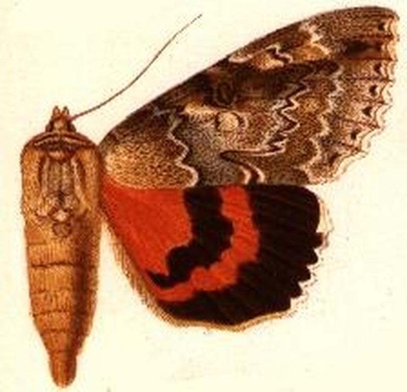 Catocala marmorata