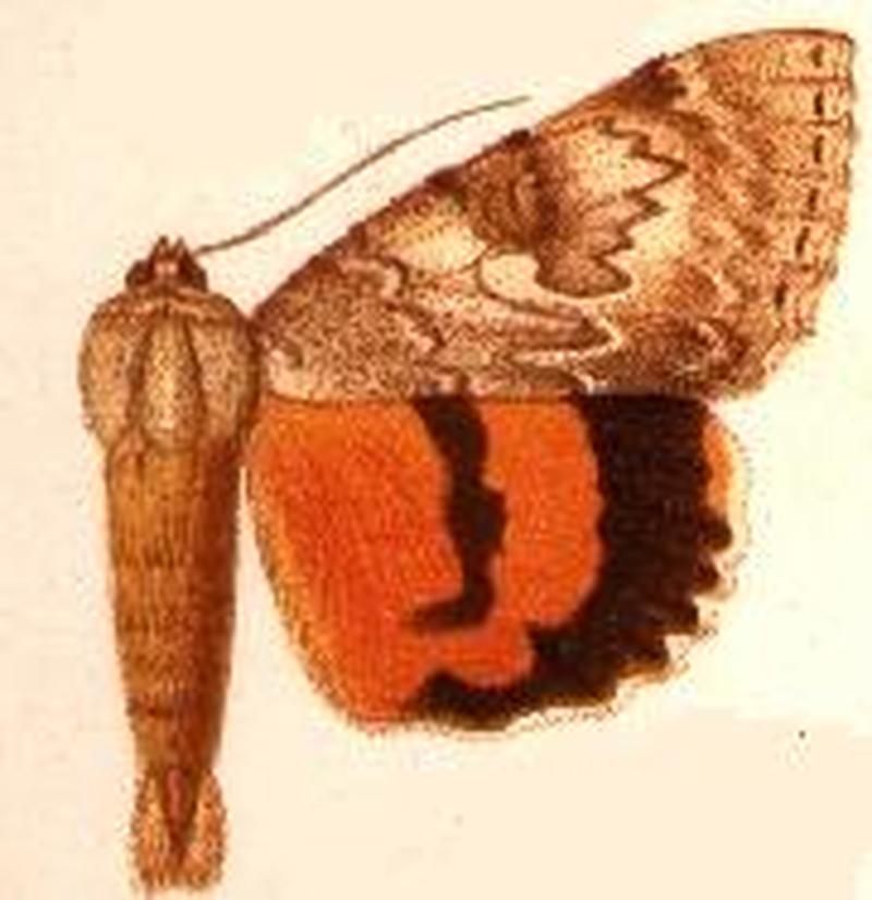 Catocala meskei