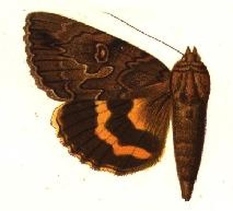 Catocala muliercula