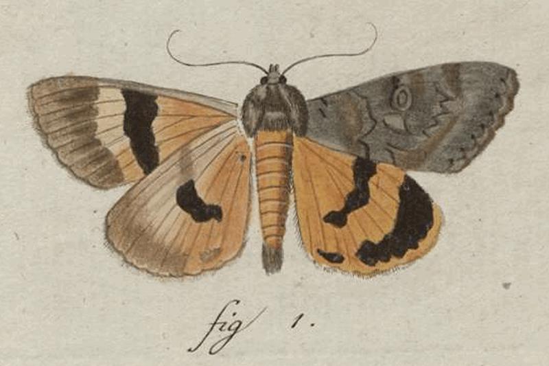 Catocala neonympha