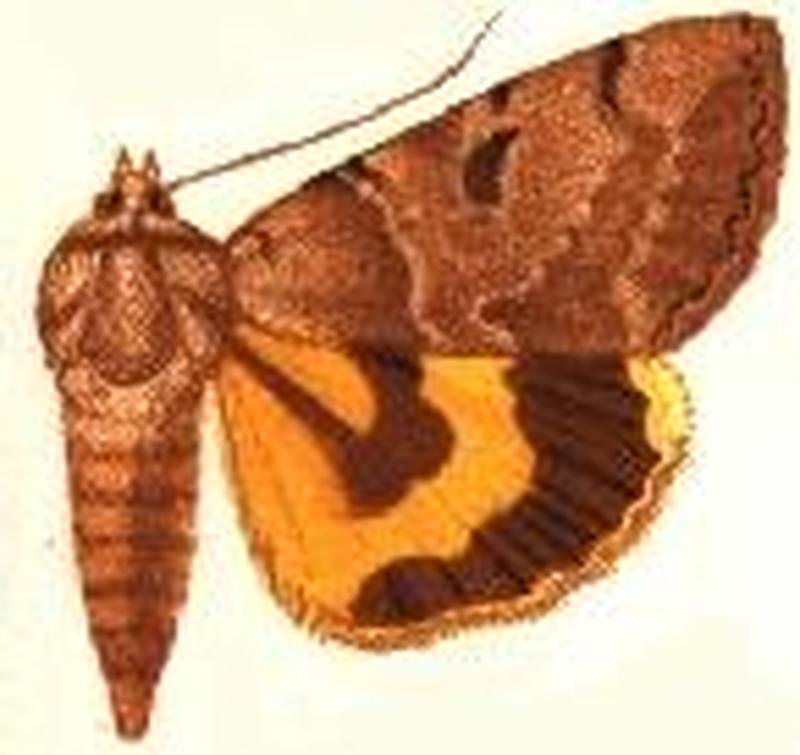 Catocala nuptialis