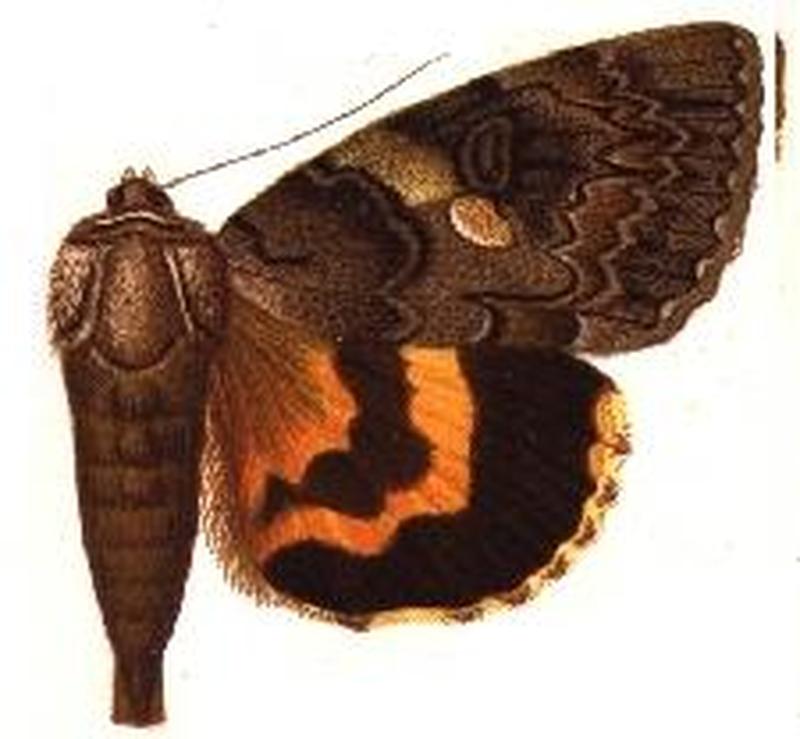 Catocala piatrix hampson