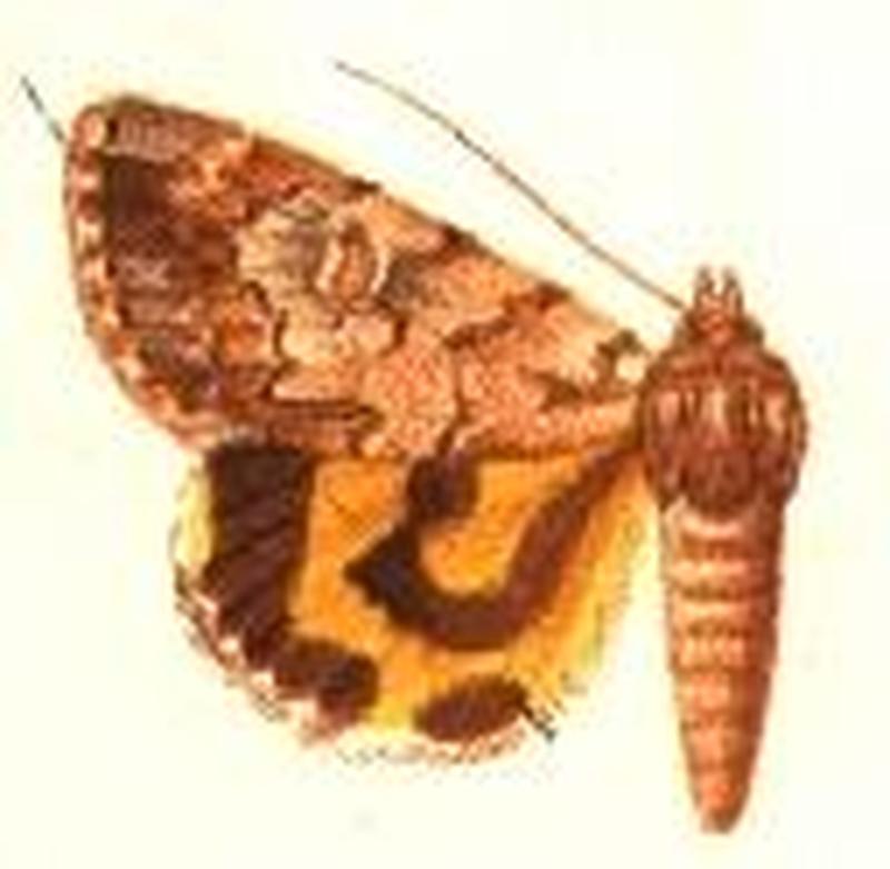 Catocala praeclara