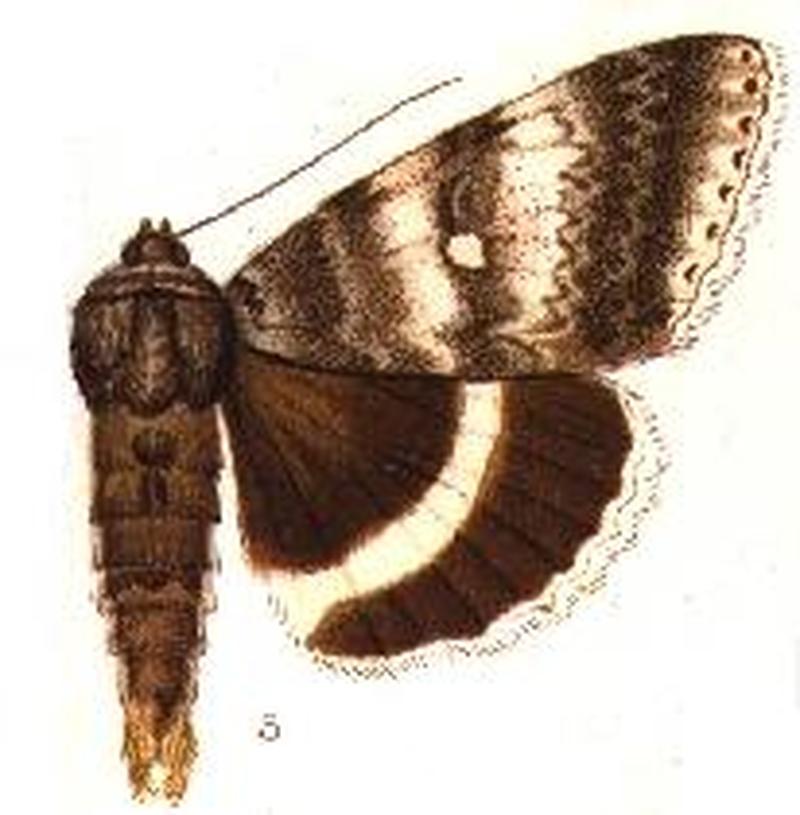Catocala relicta