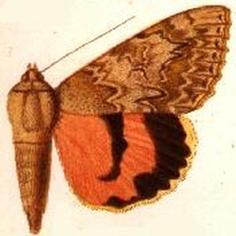 Catocala remissa