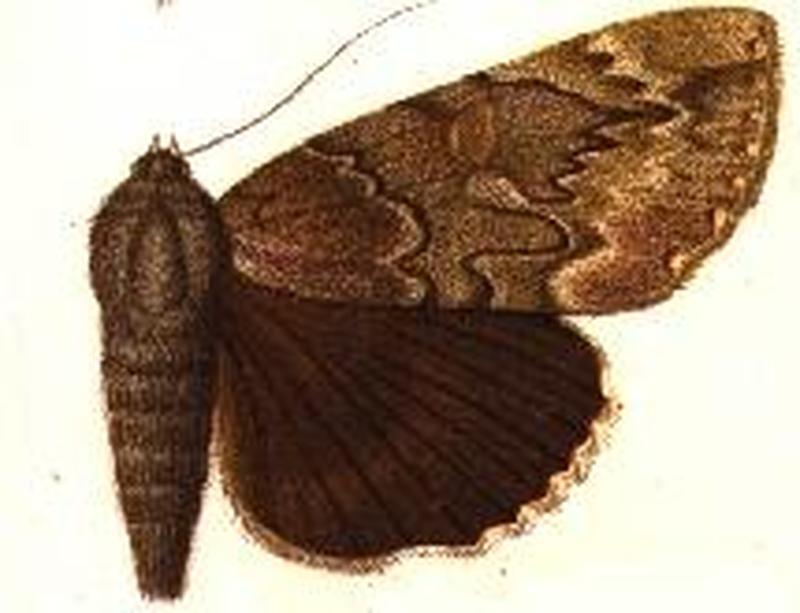 Catocala residua