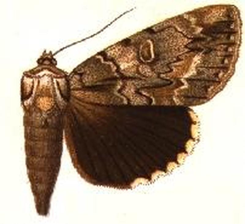 Catocala retecta hampson