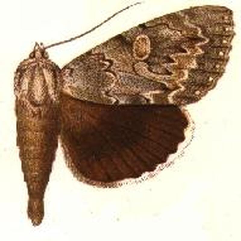 Catocala robinsoni