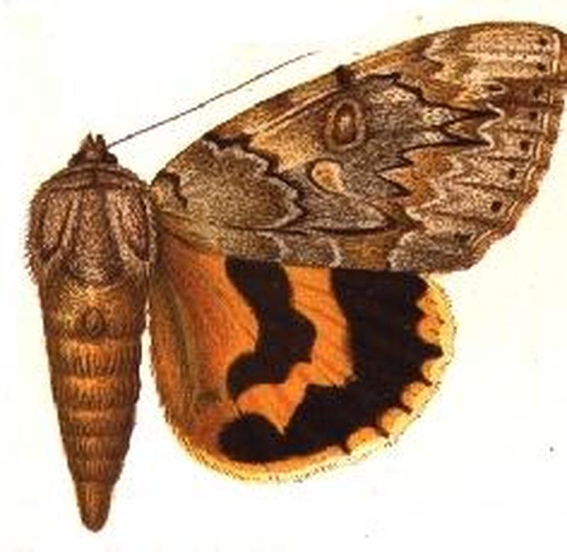 Catocala subnata