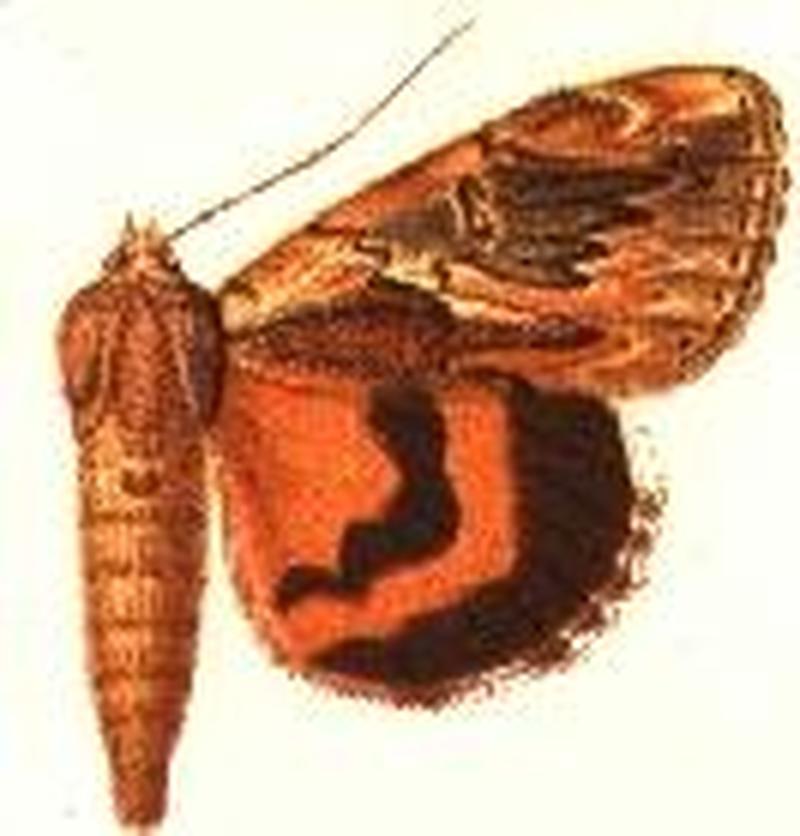 Catocala ultronia