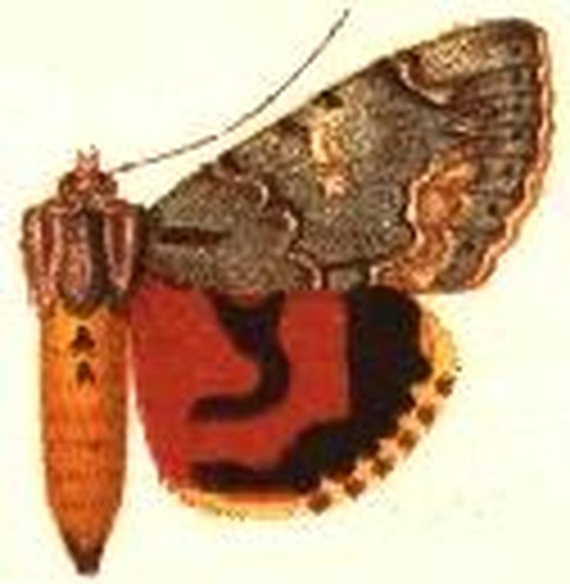 Catocala verilliana2