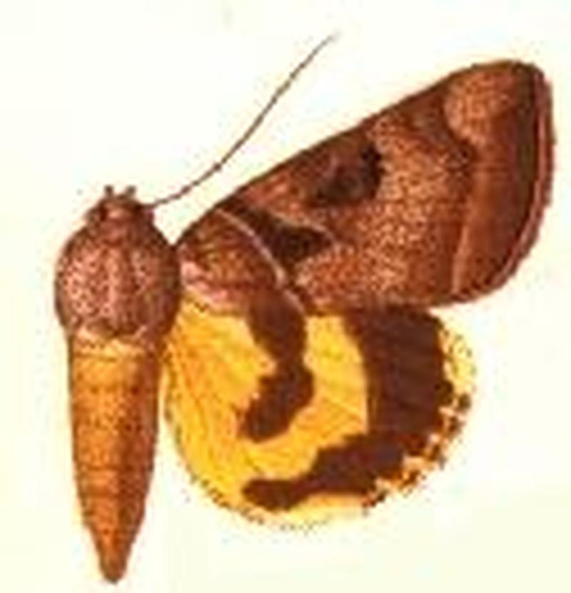 Catocala vhitneyi