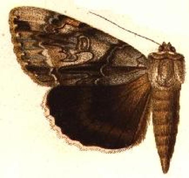 Catocala vidua
