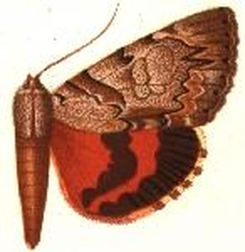Catocala violenta