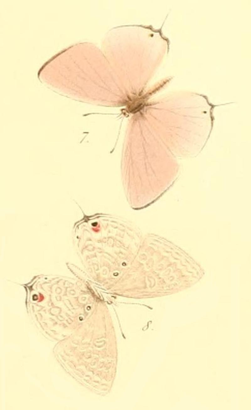 Catochrysops scintilla Saalmüller 1884