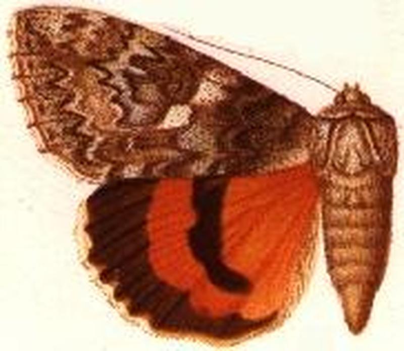 Catocola beaniana