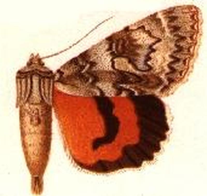 Catocola semirelicta