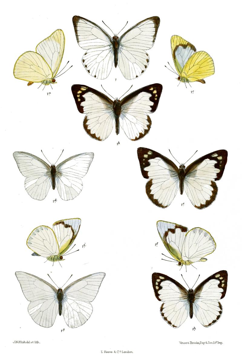 Catophaga daradaAppias albina darada 1 1a male 1b c female wsf 1d male e f female dsf 1g male h i female extreme dry