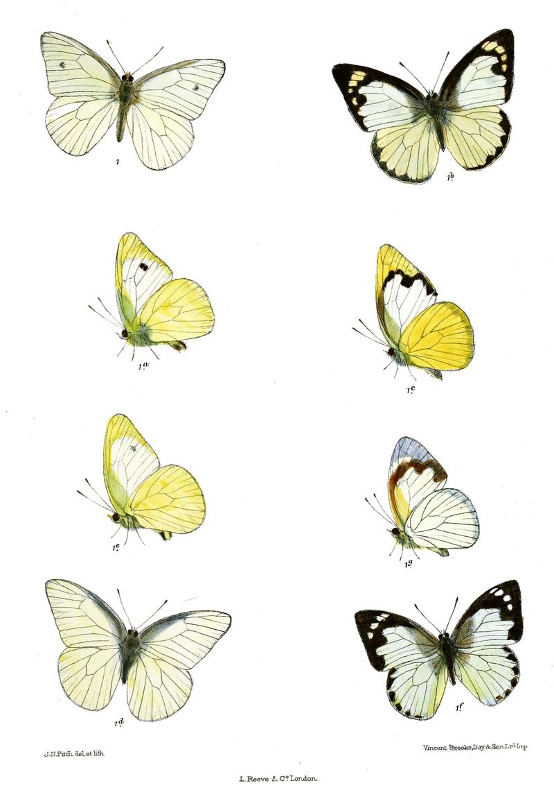 CatophagaGalathea 553
