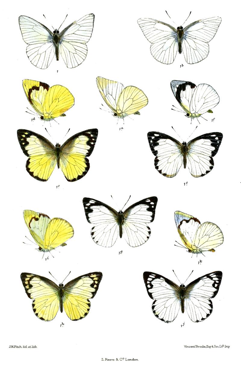 CatophagaGalene 555