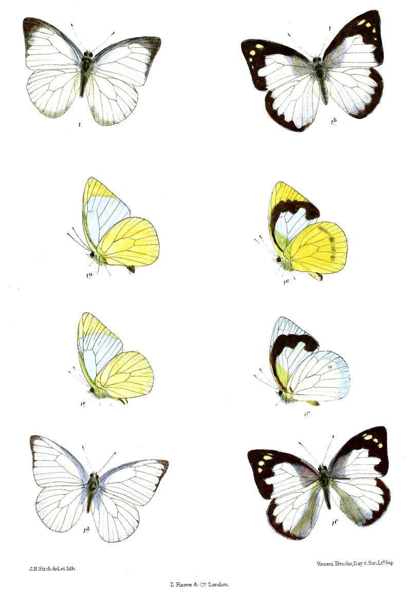 CatophagaPaulina 554