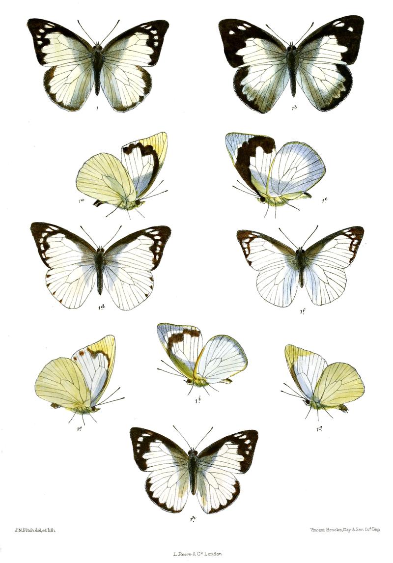 CatophagaWardii 552