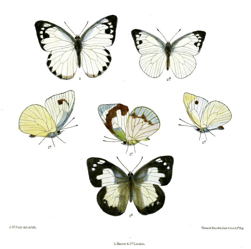 Catophaga adamsoni 551