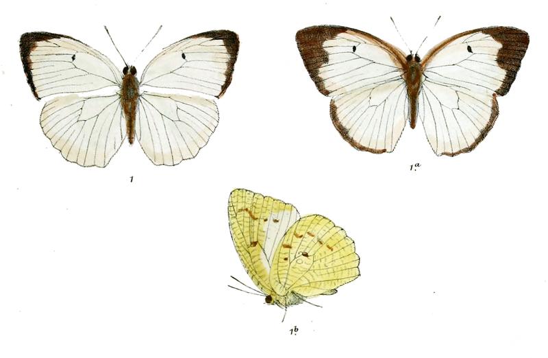 Catopsilia alcyone