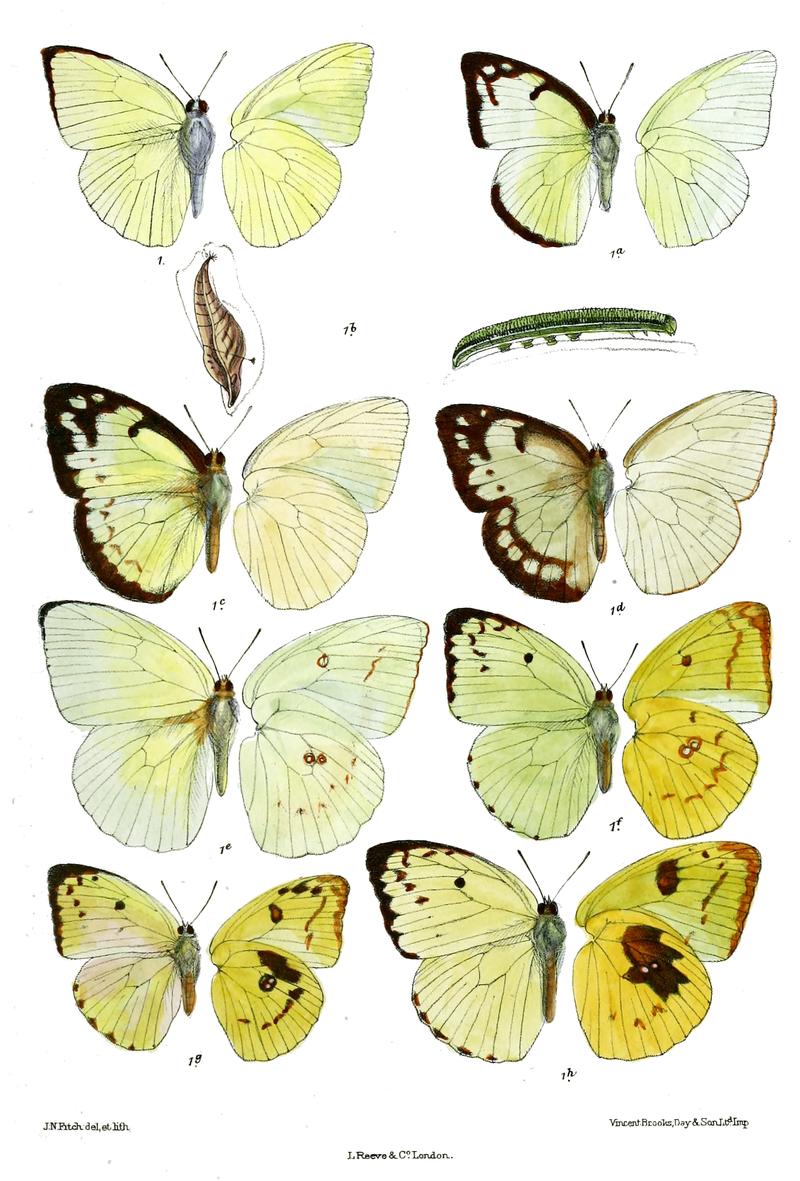Catopsilia crocale