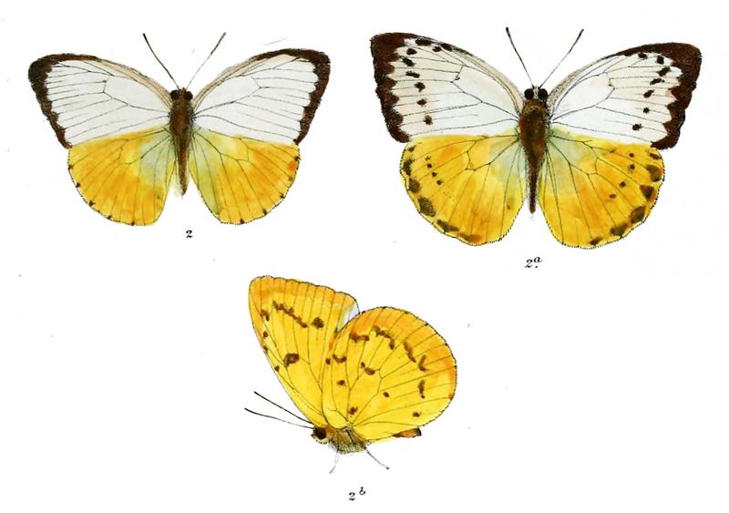 Catopsilia scylla