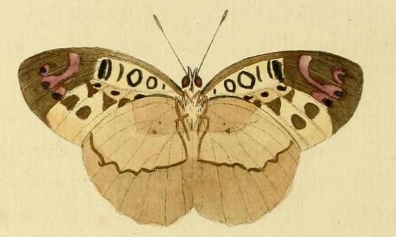 Catuna crithea1