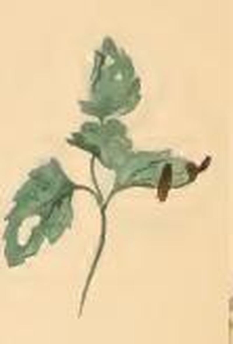 Cauchas fibulella a sprig of Veronica chamaedrys with larva cases