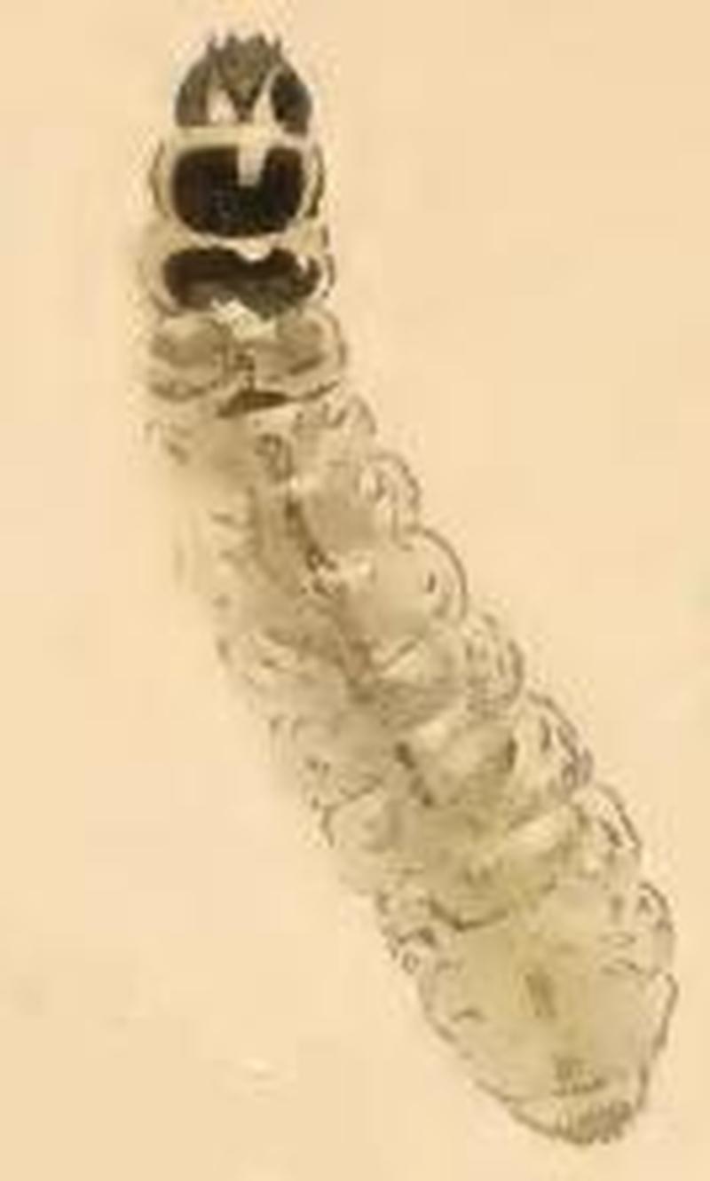 Cauchas fibulella larva