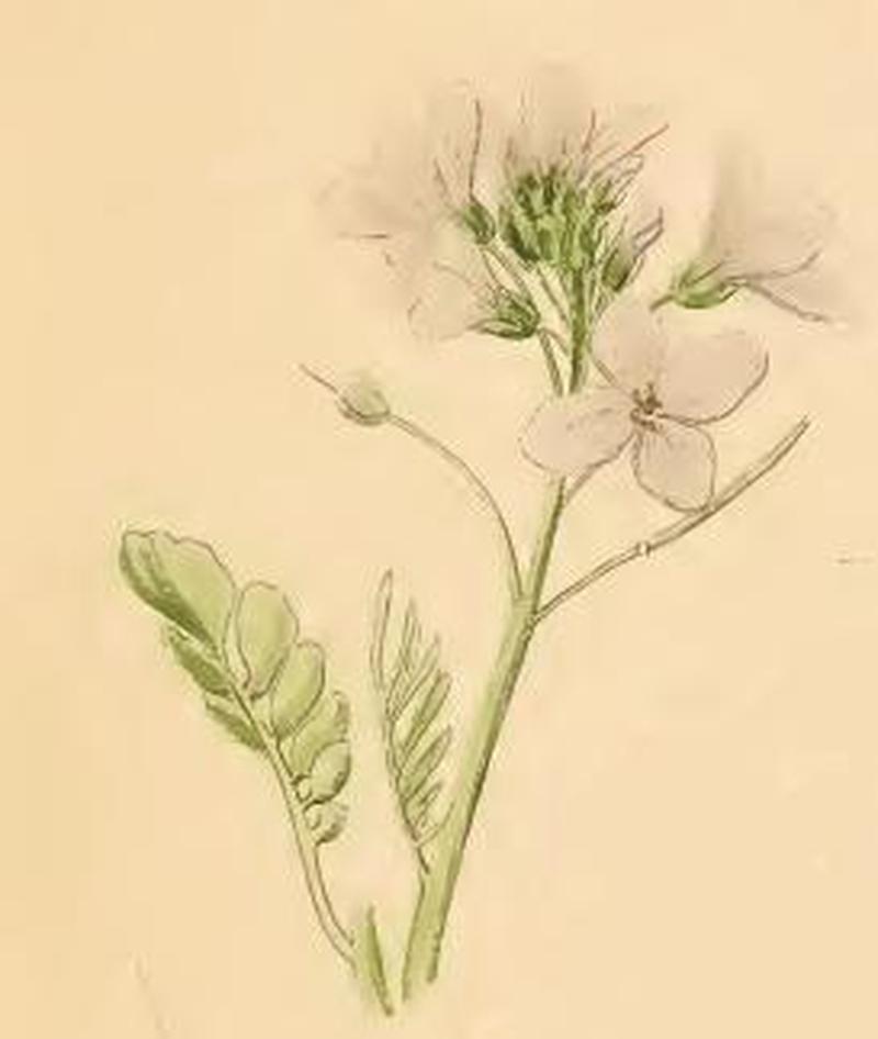 Cauchas rufimitrella a sprig of Cardamine pratensis