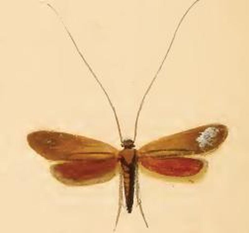 Cauchas rufimitrella ill