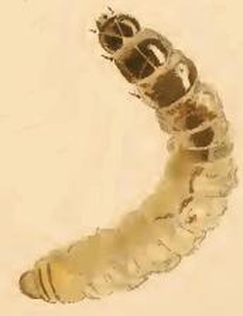Cauchas rufimitrella larva