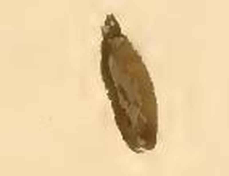 Cauchas rufimitrella larval case
