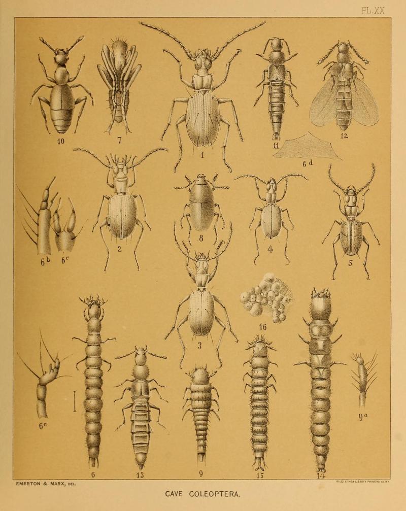 Cave Fauna of North America Plate 20