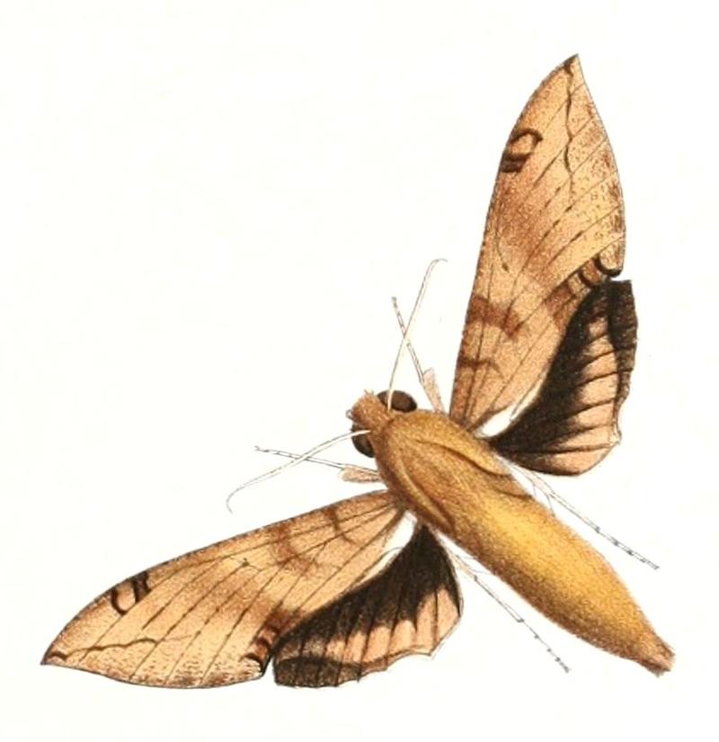 Cechenena chimaera 1894