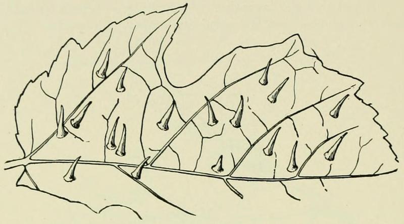 Cecidomya viticola galls Beutenmuller 1904