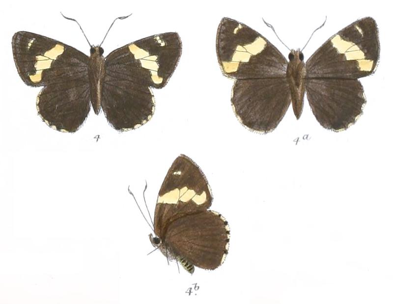 CelaenorrhinusAffinis 762 4 Fitch