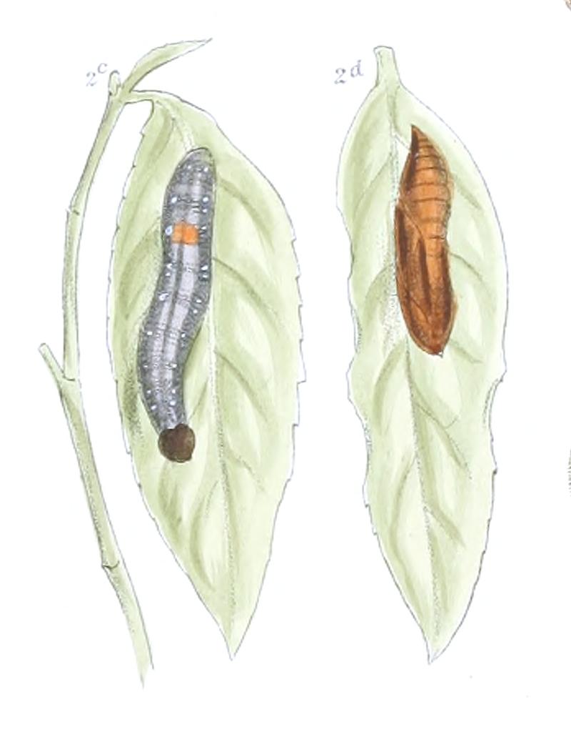 Celaenorrhinus ambareesa larva and pupa