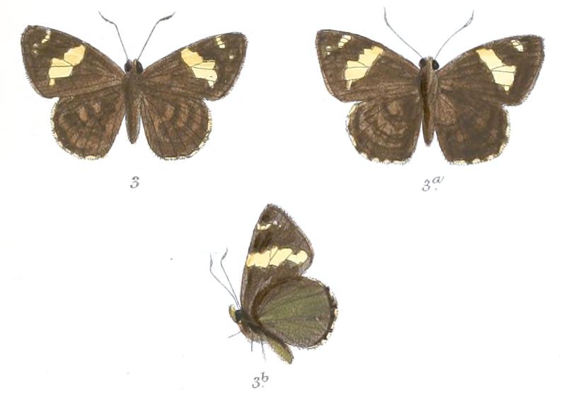 CelaenorrhinusAndamanica 762 3 Fitch