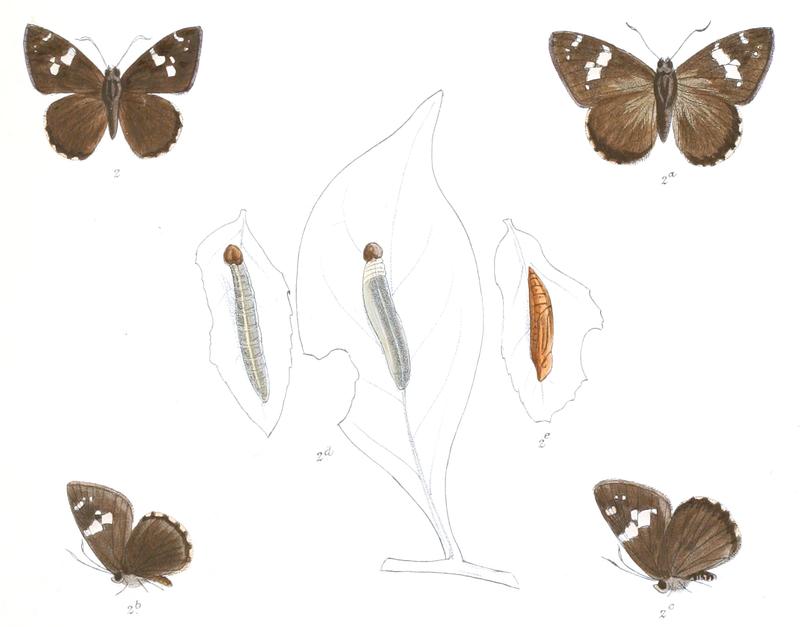 CelaenorrhinusArea 761 2 Fitch