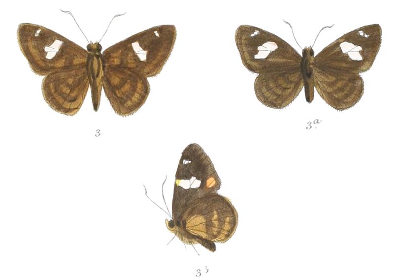 CelaenorrhinusAsmara 763 3 Fitch