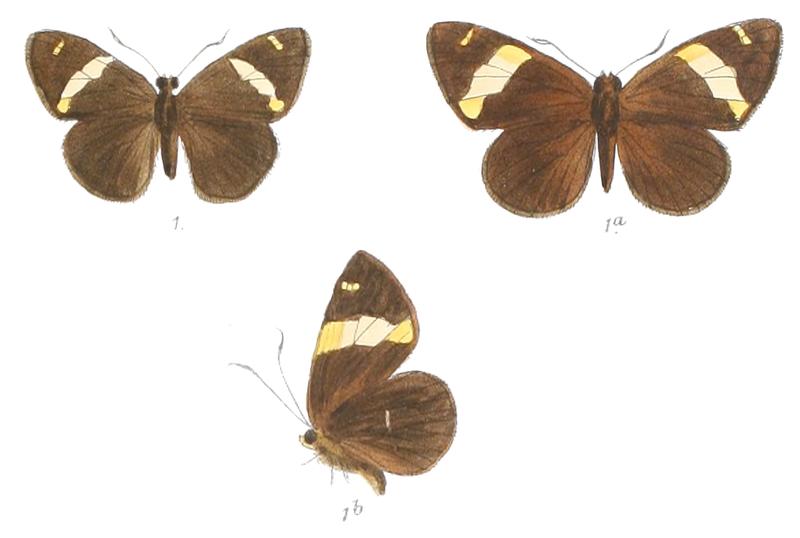 CelaenorrhinusAurivittata 763 1 Fitch